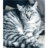 My sweet Cat