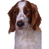 Welsh Springer Spaniel