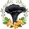 Black trumpet mushroom