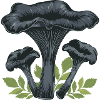 Black trumpet mushroom
