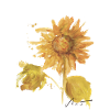 Tournesol Aquarelle