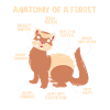 Furet