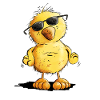 Poulet Cool Chick I
