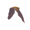 Fledermaus