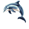Dolphin Dolphins Dolphin