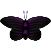 Papillon sombre