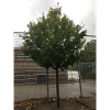 A Tree