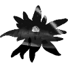 Edelweiss