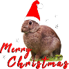 Merry Christmas Bunny