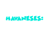 Havanese Havaneser