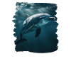 Dolphin Delfine Delfin