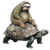 Sloth on turtle