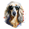 Afghan greyhound with sunglasses