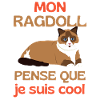 Chat mignon Ragdoll
