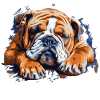 English bulldog is tired