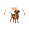 Coffee and Bavarian Mountain Hound