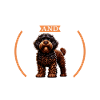 Coffee and French Water Dog
