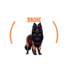 Coffee and Belgian Shepherd