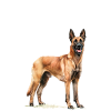 Belgian Malinois