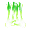 Onion
