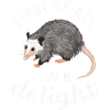 Opossum Possum Animal
