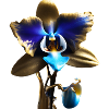 Orchid