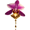 Orchid