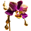Orchidée