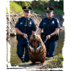 Beaver arrested by the police