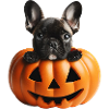Bouledogue français d’Halloween