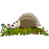 Hedgehog