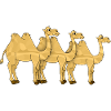 Camels