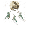 Kolibri Vogel Heulender Mond