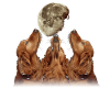 Irish Setter Dog Howling Moon
