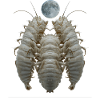 Isopods Isopods Howling Moon