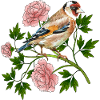 Bunter Vogel