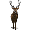 Deer with antlers