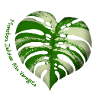 Monstera Albo Variegata