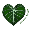 Philodendron Gloriosum