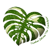 Monstera Thaï Constellation