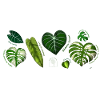 Botanical Strip