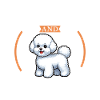 Coffee and Bichon Frisé
