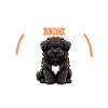Café et Bouvier des Flandres