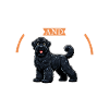 Coffee and Black Russian Terrier