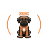 Coffee and Boerboel