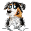 Funny Australian Shepherd Black Tri