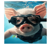 Cochon