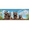 Funny raccoon family friendly raccoons