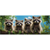 Funny raccoon family friendly raccoons