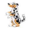 Funny Australian Shepherd
